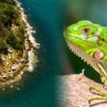 Flora y Fauna de Nayarit