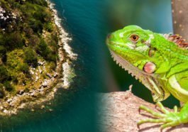 Flora y Fauna de Nayarit