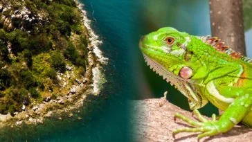 Flora y Fauna de Nayarit