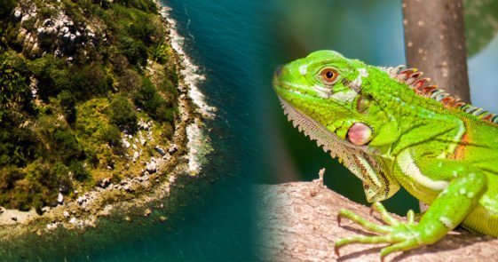 Flora y Fauna de Nayarit