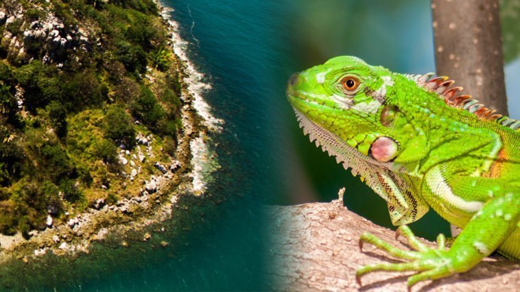 Flora y Fauna de Nayarit