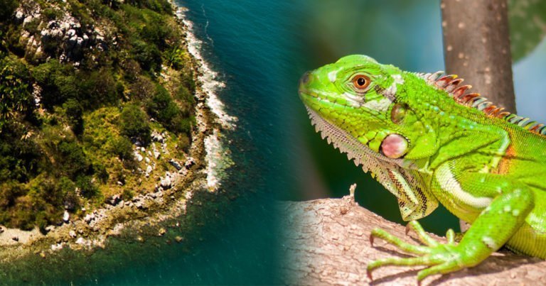 Flora y Fauna de Nayarit