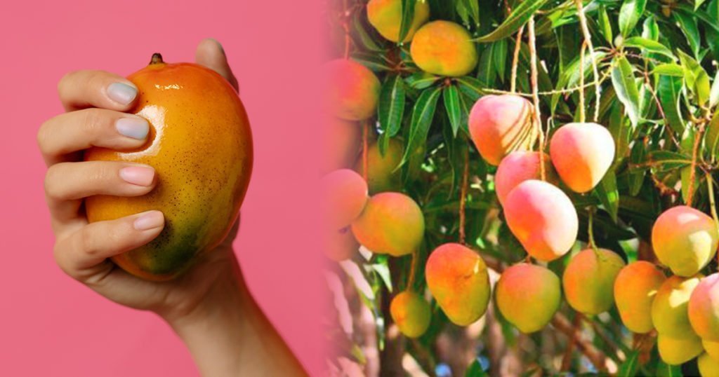 Mangos, uno de los cultivos importantes de Nayarit