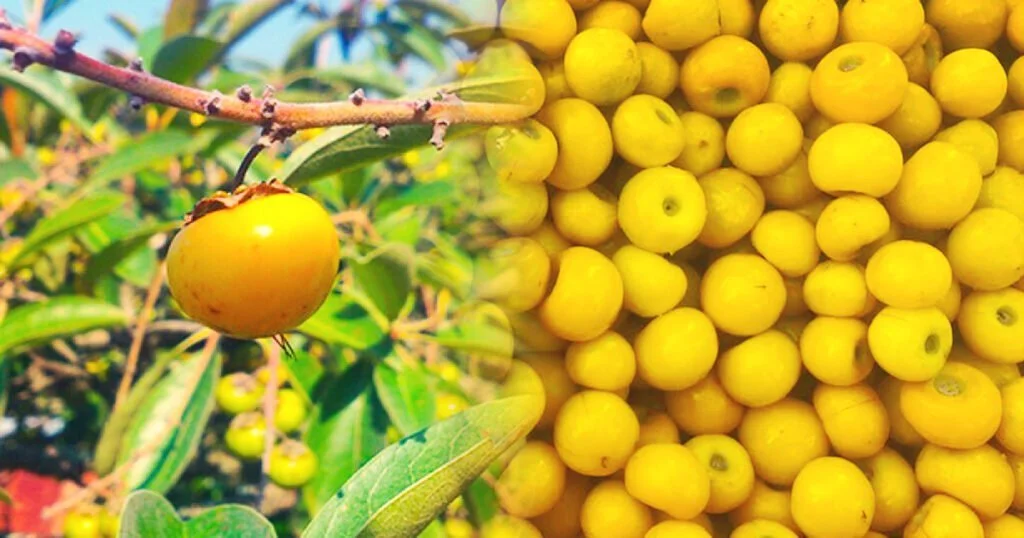 Nanchi: Conoce todo sobre la fruta típica de Nayarit 1 Nanchi: Conoce todo sobre la fruta típica de Nayarit
