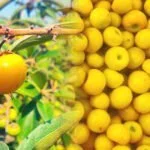 Nanchi: Conoce todo sobre la fruta típica de Nayarit