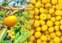 Nanchi: Conoce todo sobre la fruta típica de Nayarit 6 Nanchi: Conoce todo sobre la fruta típica de Nayarit