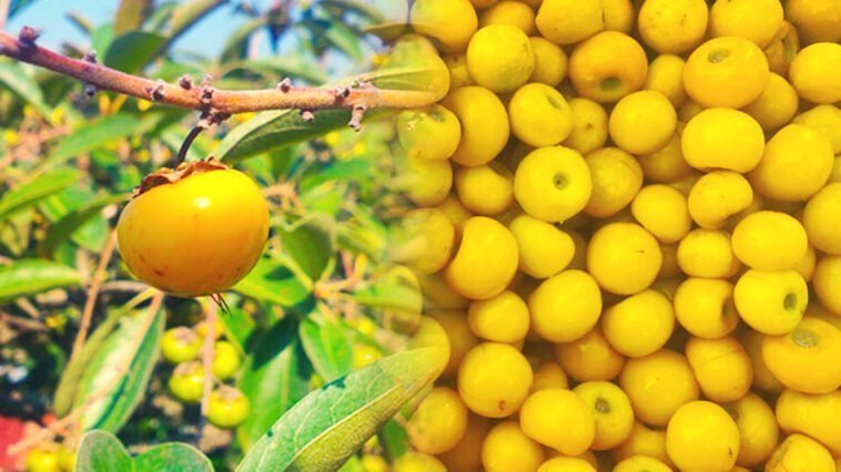 Nanchi: Conoce todo sobre la fruta típica de Nayarit