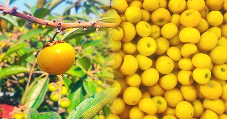 Nanchi: Conoce todo sobre la fruta típica de Nayarit
