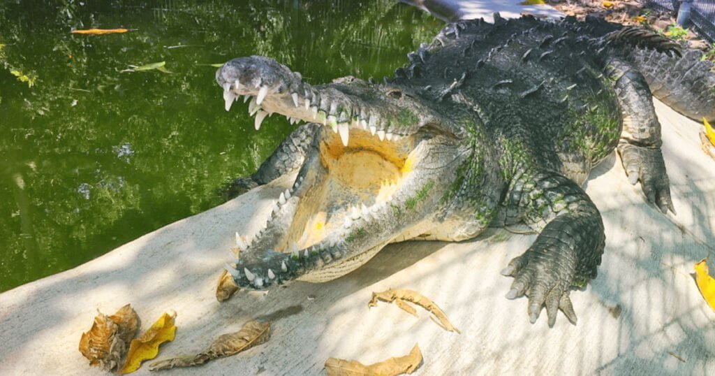 Cocodrilo La Tovara